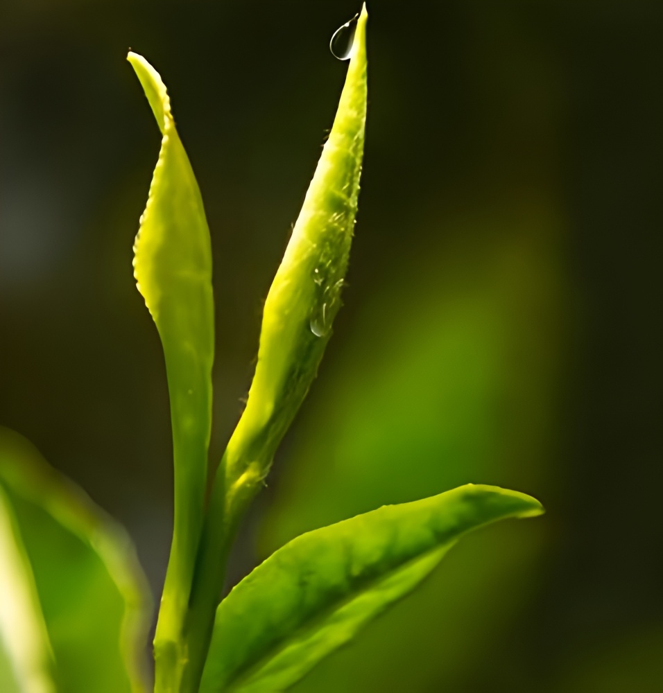 Junshan Silver Needle Premium